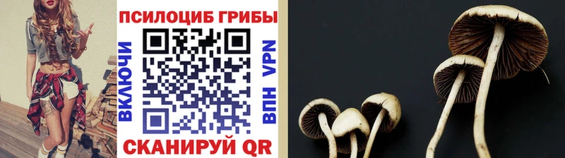 Псилоцибиновые грибы Cubensis  Приозерск 